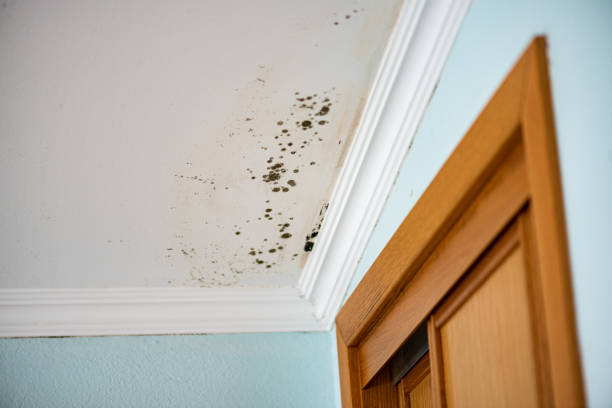 Office Mold Removal Services in Peaceful Valley, WA